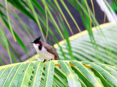oiseau île Maurice jardin botanique
